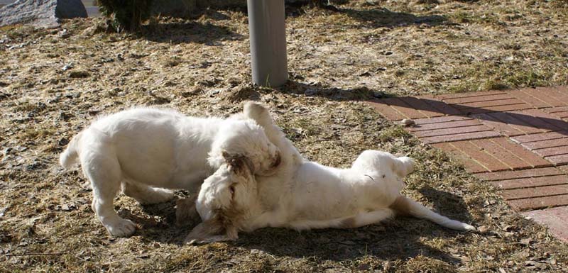 Hilla_Flynn_11weeks_c