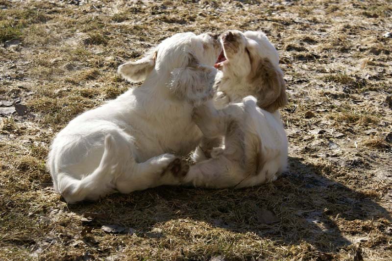 Hilla_Flynn_11weeks_d