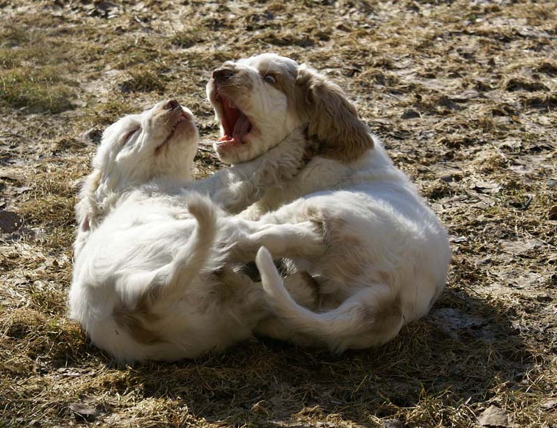 Hilla_Flynn_11weeks_e