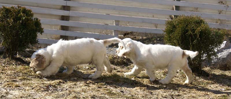 Hilla_Flynn_11weeks_g