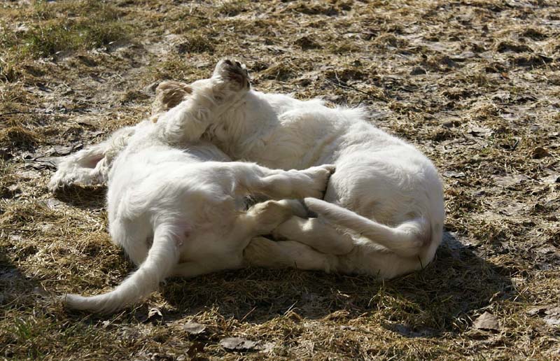 Hilla_Flynn_11weeks_h