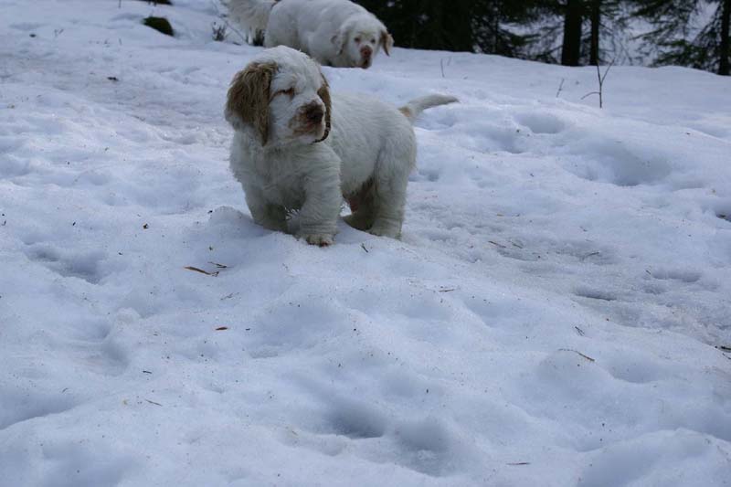 Flynn_10weeks_Bumbaa