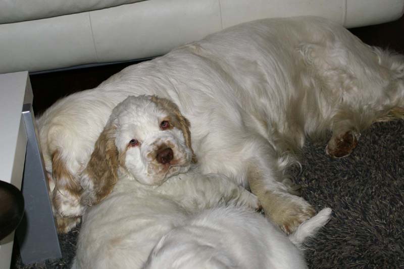 Flynn_10weeks_Bumbaa_b