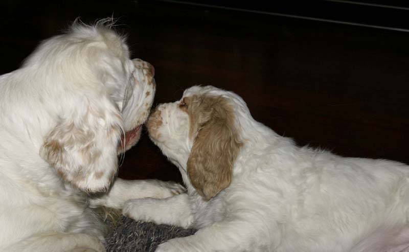 Flynn_10weeks_Bumbaa_c