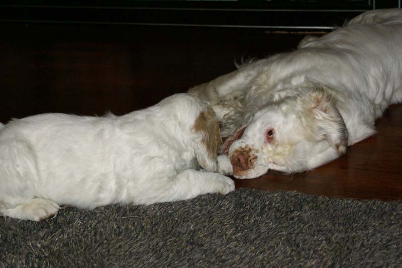 Flynn_10weeks_Bumbaa_d