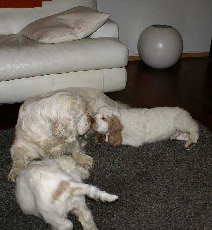 Flynn_Hilla_10weeks_Bumbaa