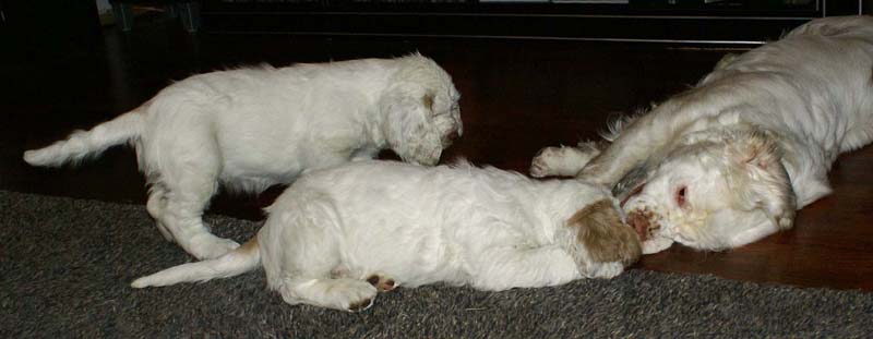 Flynn_Hilla_10weeks_Bumbaa_c