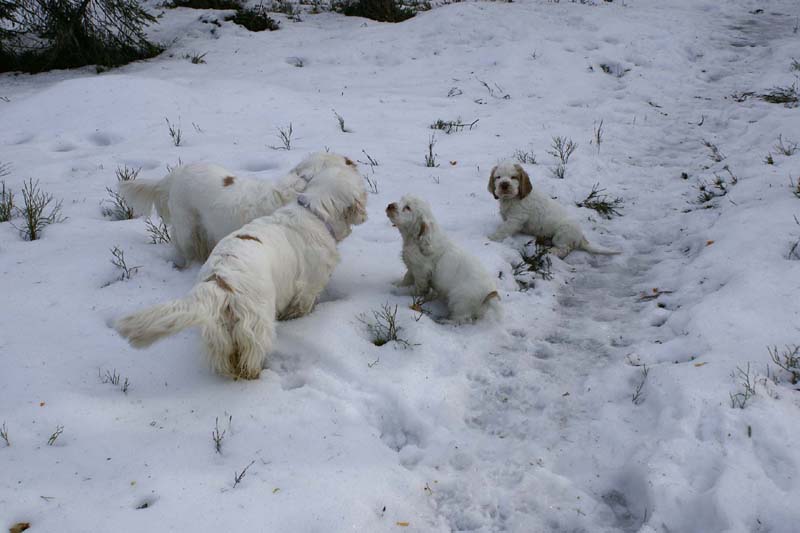 Flynn_Hilla_10weeks_Cotton_Bumbaa