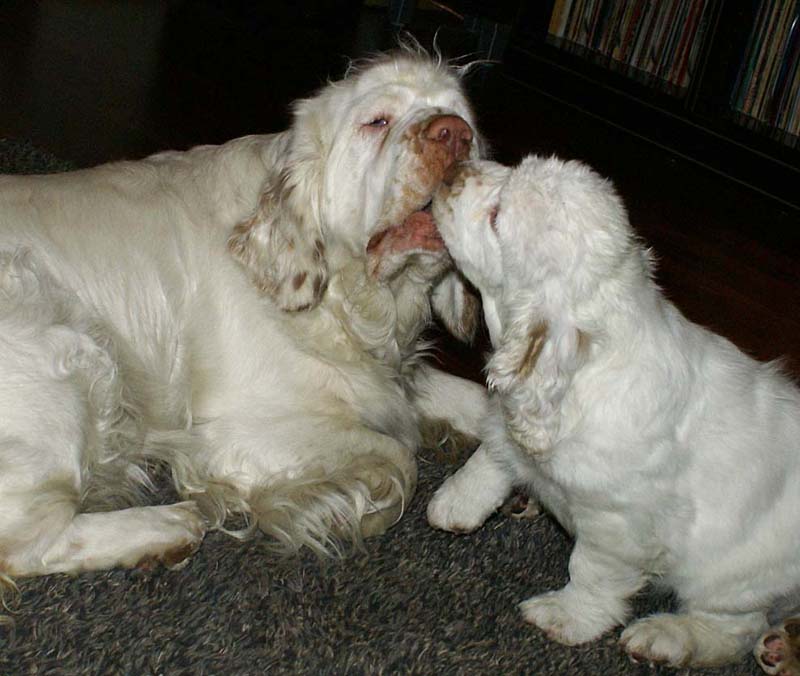 Hilla_10weeks_Bumbaa_c