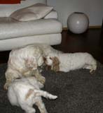 Flynn_Hilla_10weeks_Bumbaa