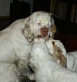 Flynn_Hilla_10weeks_Bumbaa_b