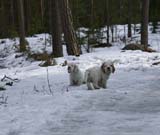 Flynn_Hilla_10weeks_b