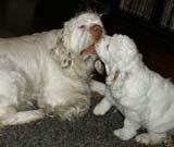 Hilla_10weeks_Bumbaa_c