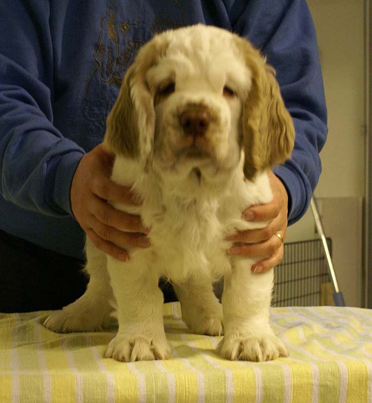 Eddie_11weeks_n
