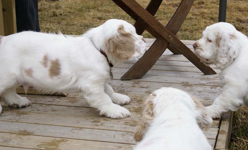 Eddie_Flynn_Hilla_11weeks_a