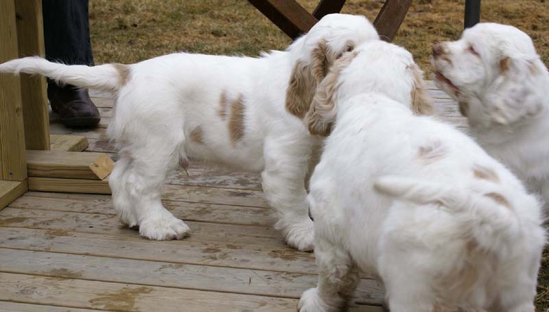 Eddie_Flynn_Hilla_11weeks_b