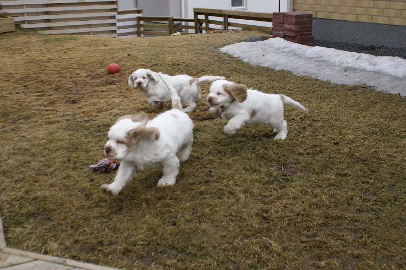 Eddie_Flynn_Hilla_11weeks_c