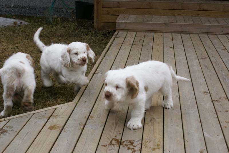 Eddie_Flynn_Hilla_11weeks_d