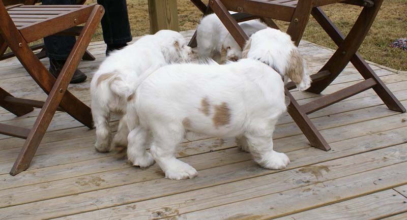 Eddie_Flynn_Hilla_11weeks_f