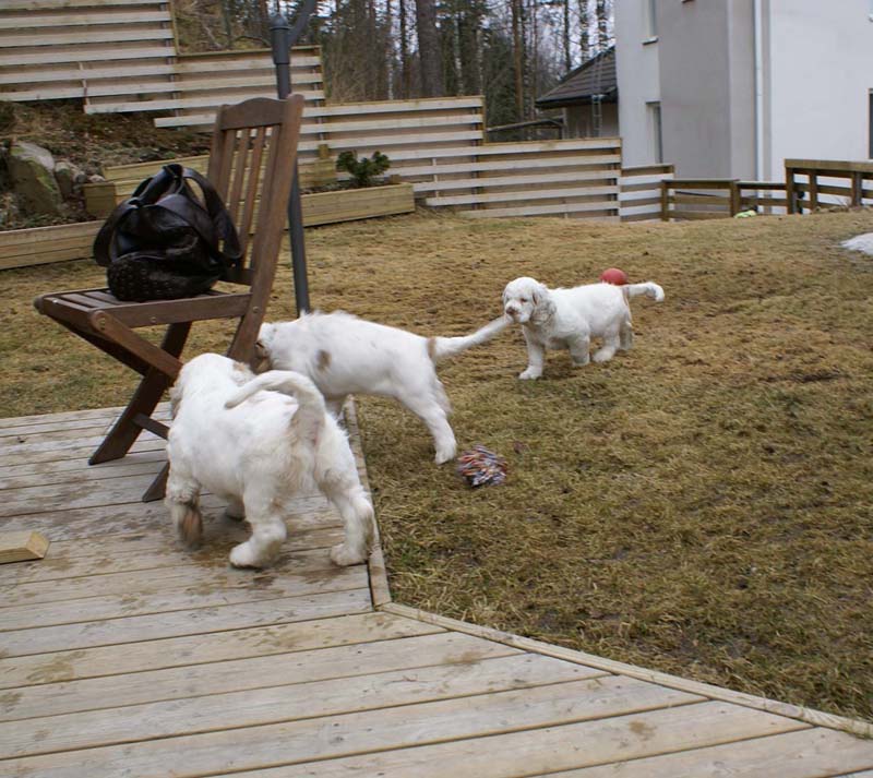 Eddie_Flynn_Hilla_11weeks_g