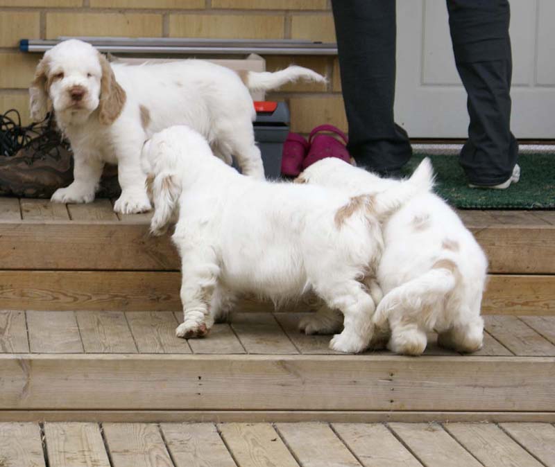 Eddie_Flynn_Hilla_11weeks_h