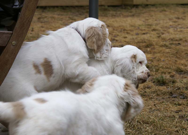 Eddie_Flynn_Hilla_11weeks_i