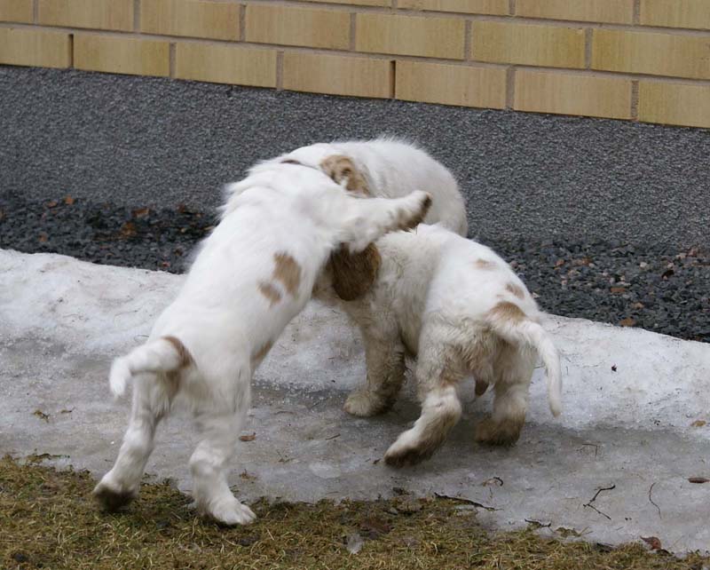 Eddie_Flynn_Hilla_11weeks_k