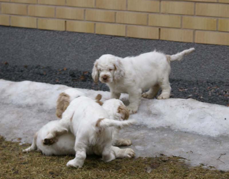 Eddie_Flynn_Hilla_11weeks_l