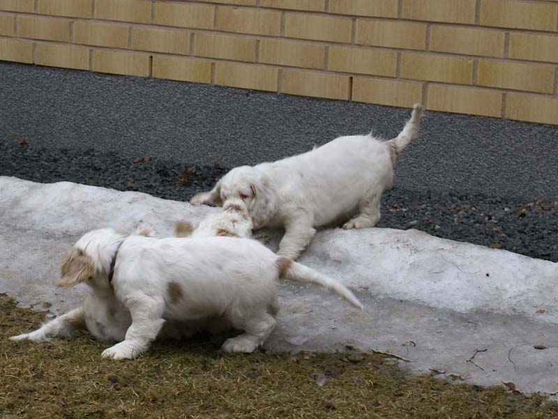 Eddie_Flynn_Hilla_11weeks_m