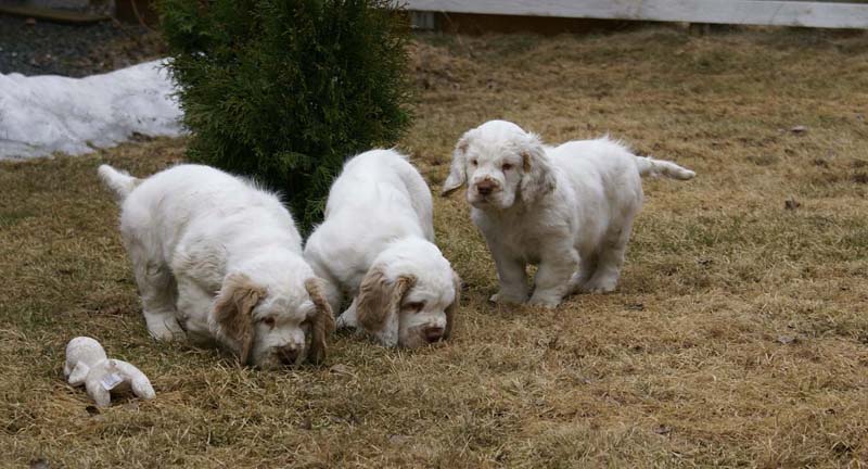 Eddie_Flynn_Hilla_11weeks_n