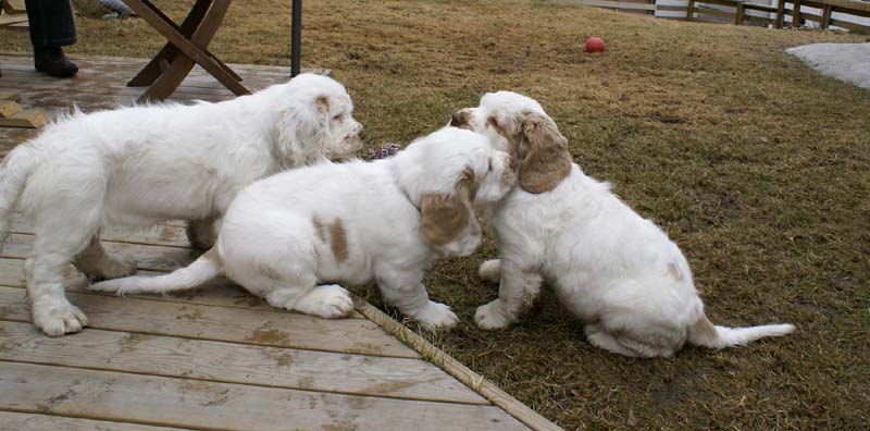 Eddie_Flynn_Hilla_11weeks_o