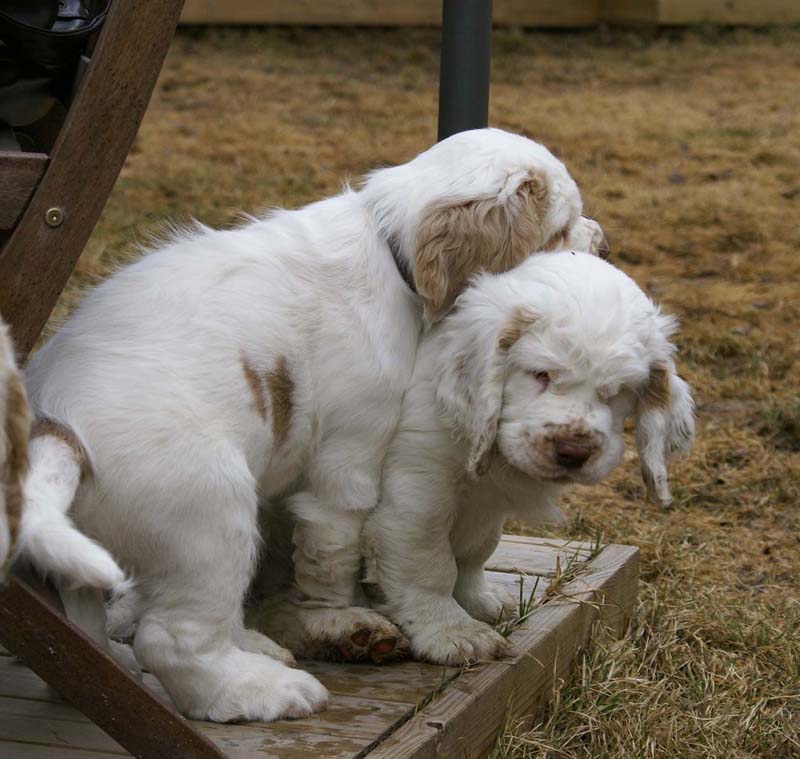 Eddie_Hilla_11weeks_a