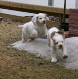 Eddie_Hilla_11weeks_b