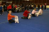 Lappeenranta_CACIB_BreedersGroup_c