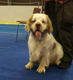 Lappeenranta_CACIB_Eddie_b