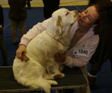 Lappeenranta_CACIB_Hilla_Ira