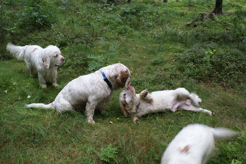 RoudtableKnightKids_meeting19Aug2009_Elimaki_r