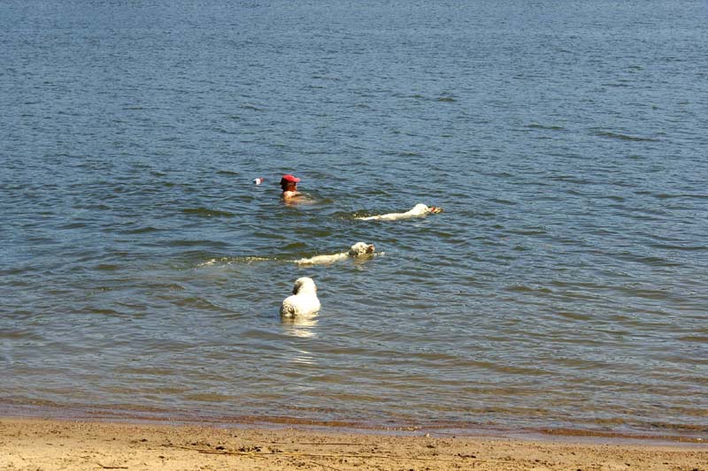 Bumbaa_Cotton_Hilla_in_Sondby_2July2010_a