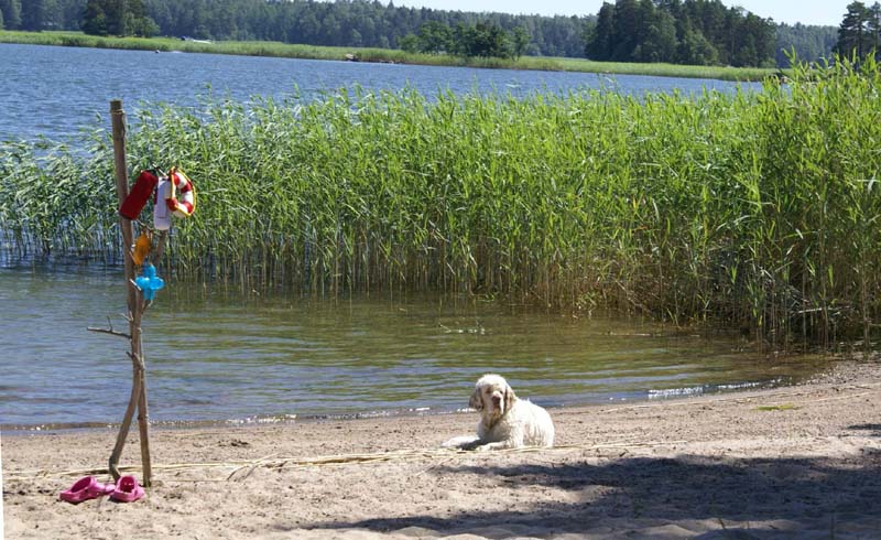 Bumbaa_in_Sondby_2July2010_a