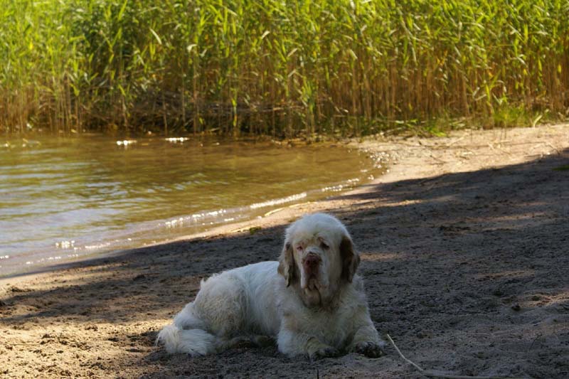 Bumbaa_in_Sondby_2July2010_b