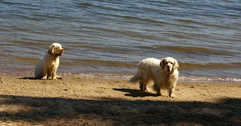 Cotton_Hilla_in_Sondby_2July2010_a