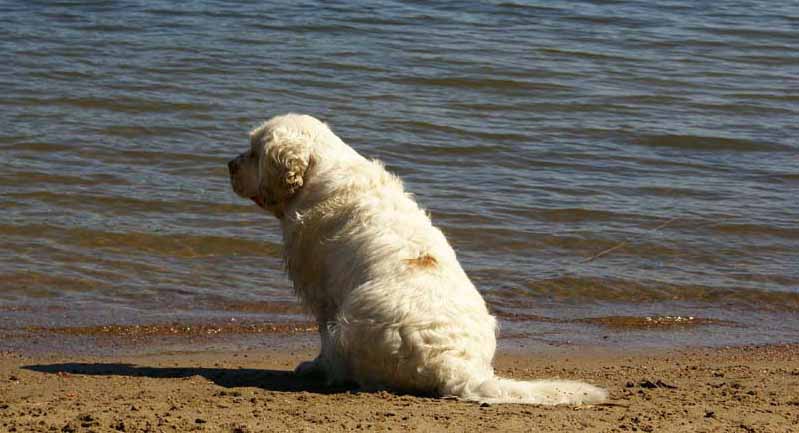 Cotton_in_Sondby_2July2010_a