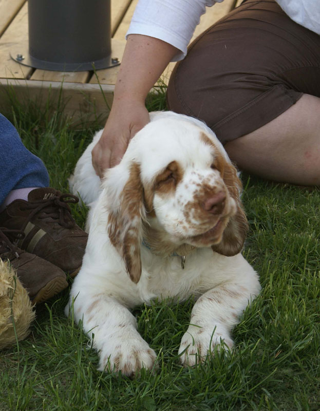 Rocky-litter_15weeks_aaa