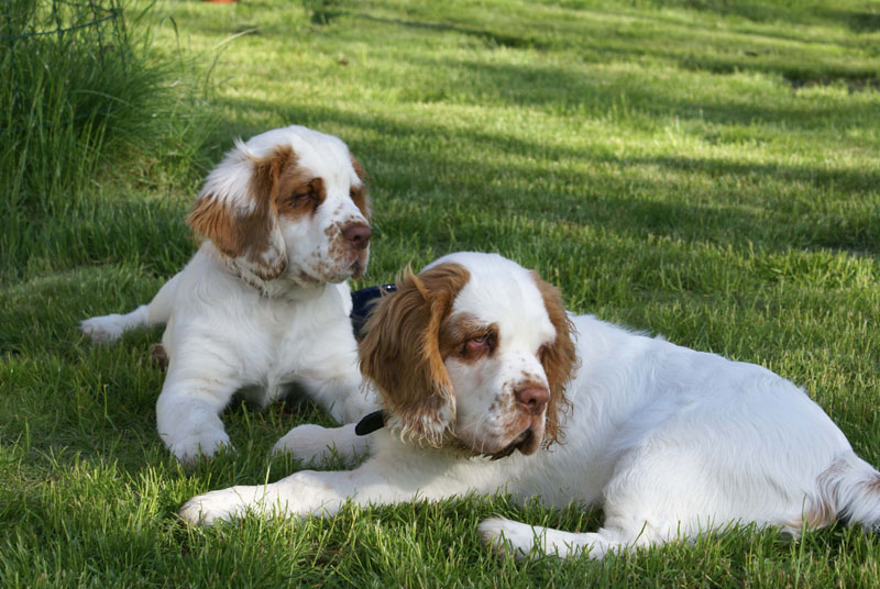 Rocky-litter_15weeks_gg