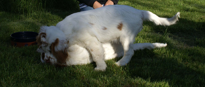 Rocky-litter_15weeks_h