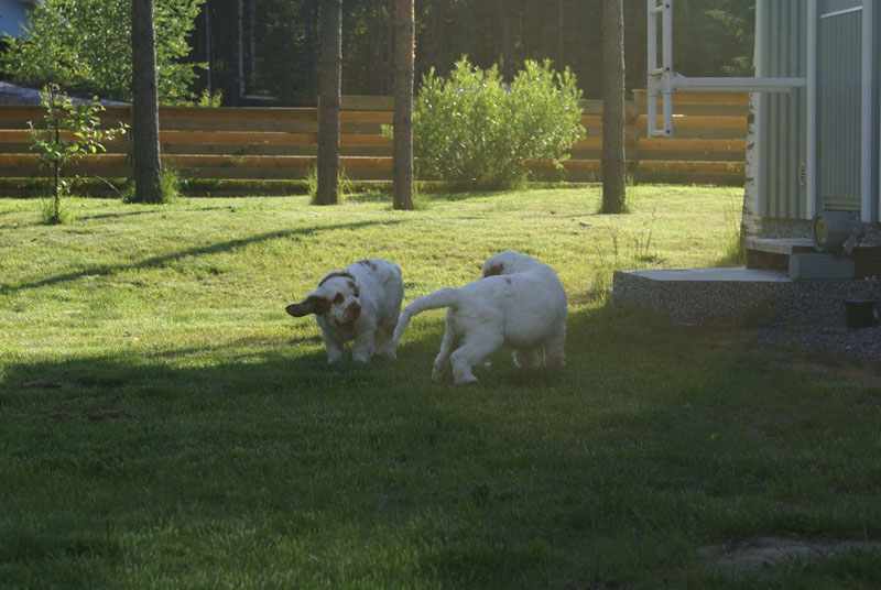 Rocky-litter_15weeks_hh