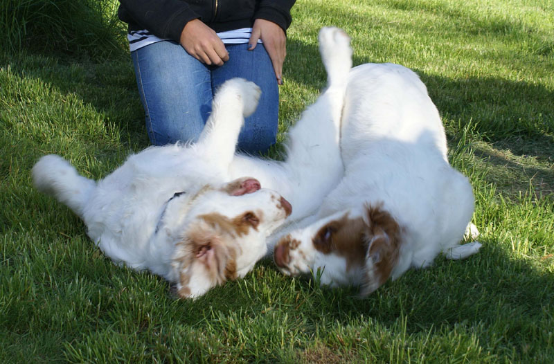 Rocky-litter_15weeks_i