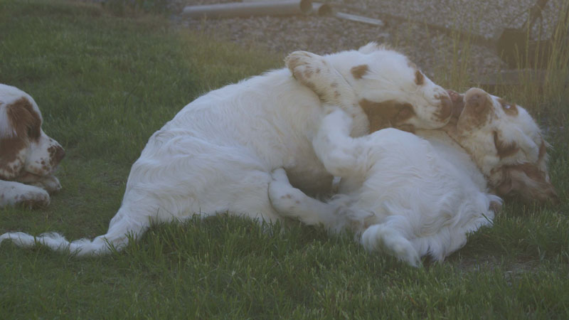 Rocky-litter_15weeks_jj