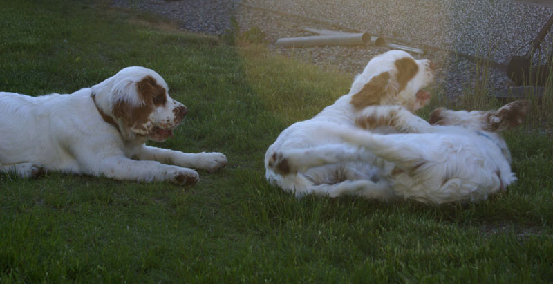 Rocky-litter_15weeks_kk