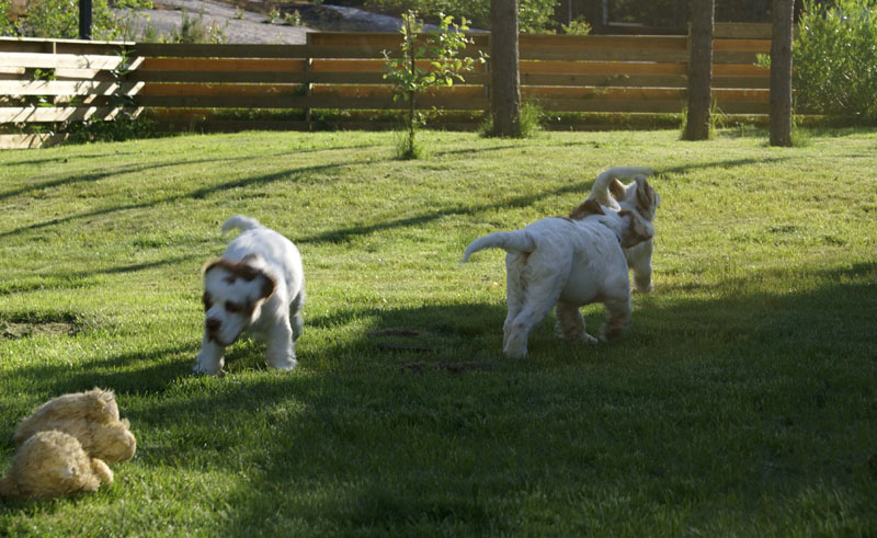 Rocky-litter_15weeks_mm